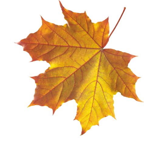 Autumn Leaves Leaf Clip art - Realistic Autumn Fall Leaves PNG png download - 800*804 - Free ...