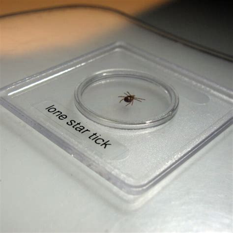 CDC: Cases of alpha-gal syndrome from tick bites are rising