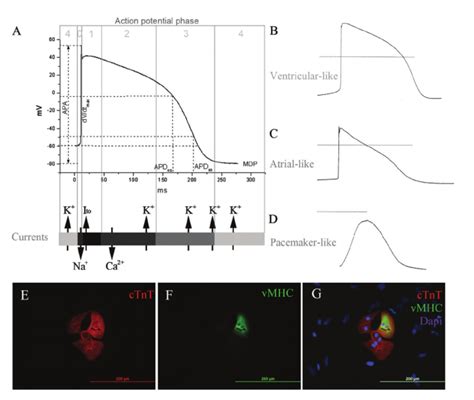 Cardiac action potential parameters and phases, and characteristics of... | Download Scientific ...