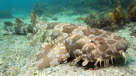 wobbegong shark - Branson's Wild World