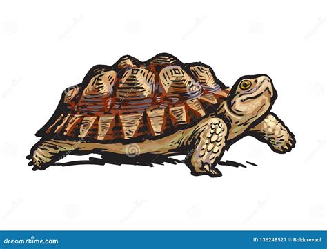 African Spurred Tortoise.Cheerful Turtle Walking. Realistic Hand Drawn Vector Illustration ...