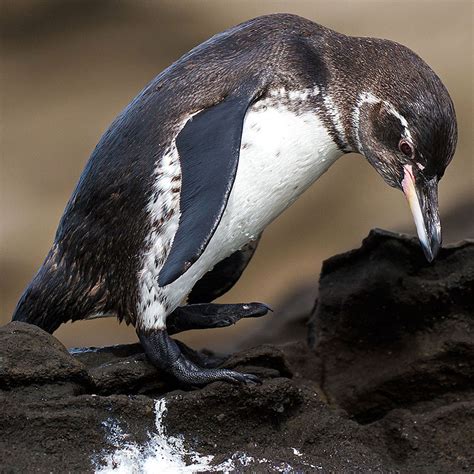 Galapagos Penguin | Wildlife | The Wildlife