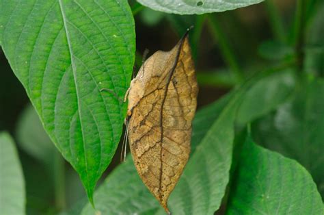 The Dead Leaf Butterfly - Camouflage King of the Asian Tropics | The Ark In Space