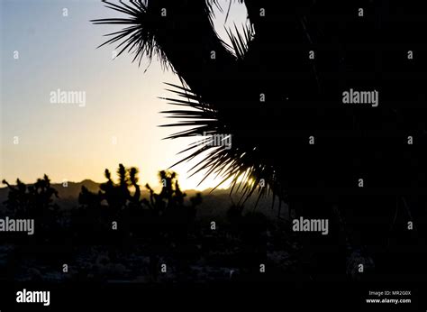 Joshua Tree Sunset Stock Photo - Alamy