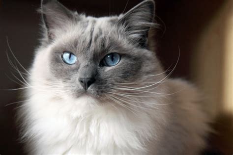 Ragdoll Cat Breed Profile