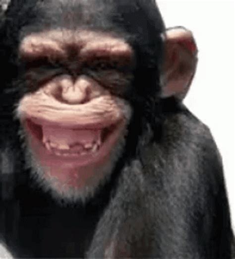 Funny Monkey GIFs | GIFDB.com