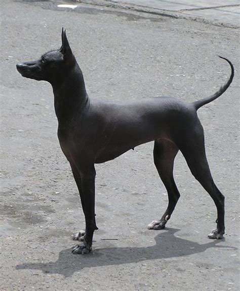 Pin by Dulce Salcedo fuentes on Guardado rápido | Hairless dog, Dog ...