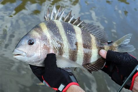 Sheepshead Size Limit: What You Need to Know Before You Go Fishing - Active At The Beach