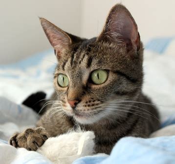 Why Do Cats Knead Blankets? - Pets