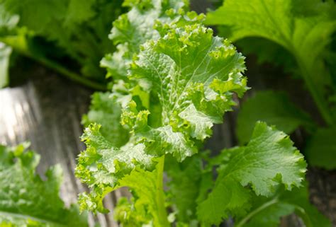 Mostaza de hoja: Cultivo, cuidados y cosecha Huerta - Flor de Planta