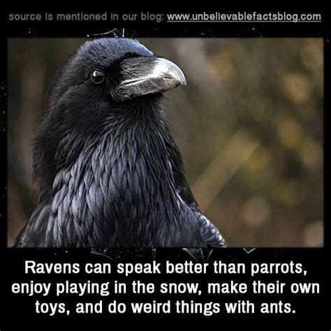 Pin on crow/raven facts