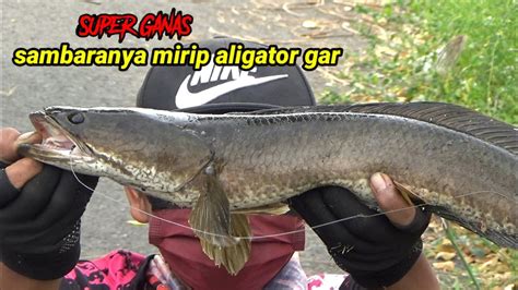 Mancing Ikan Gabus Di Parit Kecil Sambaranya Super Ganas - YouTube