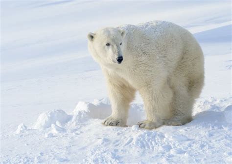 Wapusk National Park, Manitoba, Canada | Canada national parks ...