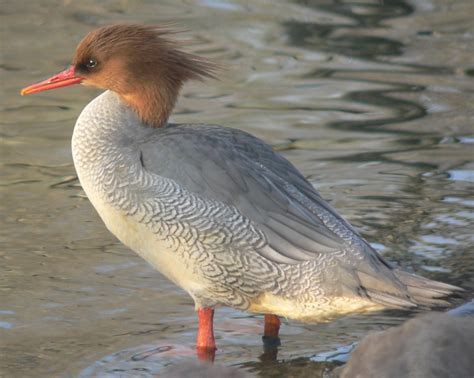 La serreta china (Mergus squamatus) es una especie de ave anseriforme de la familia Anatidae que ...