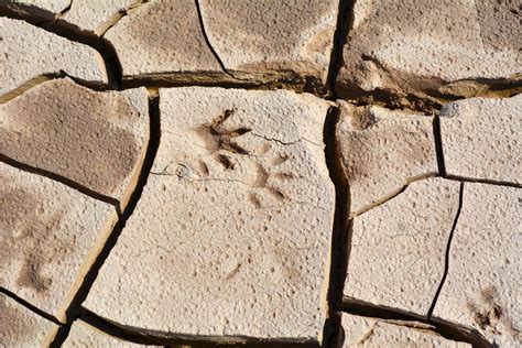 Raccoon Tracks in the Mud | Alpine, Texas