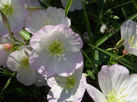 Evening Primrose Flower Free Stock Photo - Public Domain Pictures