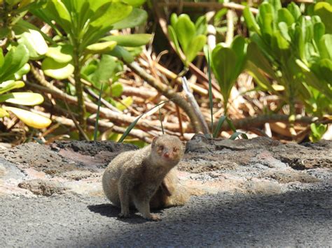 Hawaii-Mongoose-48 by JamesInDigital on DeviantArt