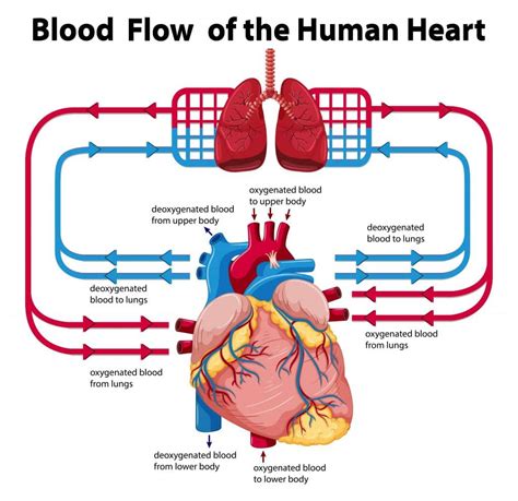 Section 3: The Cardiovascular System | Nitty Gritty Science