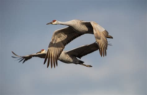 Sandhill Crane Hunting - The Ultimate Guide