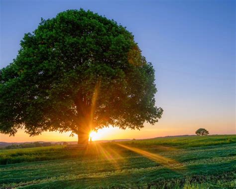 Tree Sunrise Wallpapers - Top Free Tree Sunrise Backgrounds - WallpaperAccess