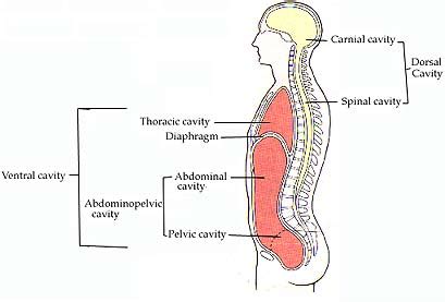 Body Cavities