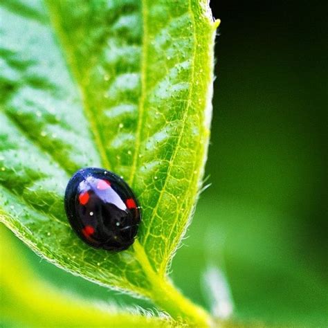 Lady in black #ladybug | Black ladybug, Cute pictures, Ladybird