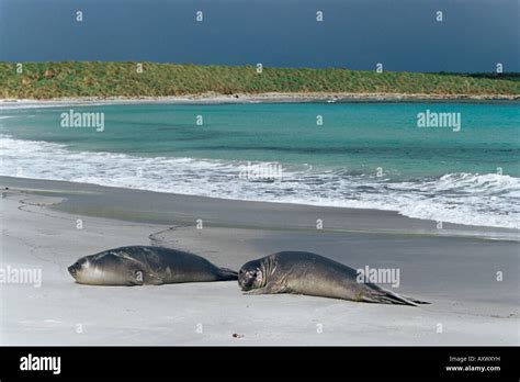 Los Elefantes marinos descansando en la playa, Sea Lion Island, Islas Malvinas, en el Atlántico ...