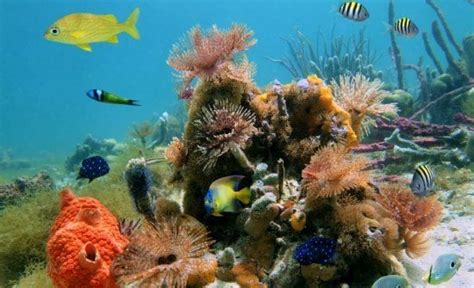 The Best Costa Rica Snorkeling Locations - The Snorkel Store