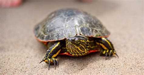 The Painted Turtle Care Guide - All Turtles