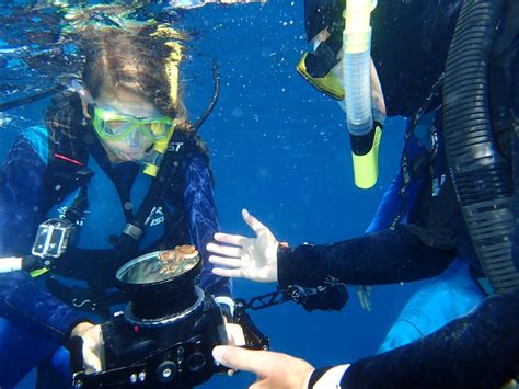 Why Scuba Diving at Catalina Island Is Unique - Marine Biology Camp