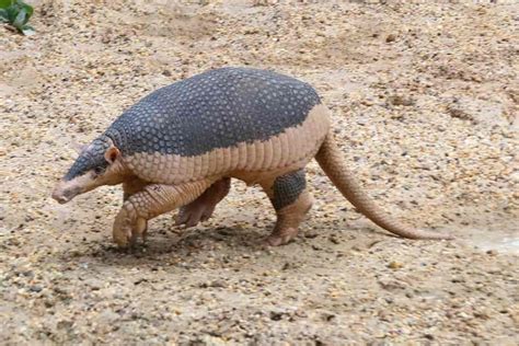 Types of Armadillos - Features, Habitats and Conservation Status