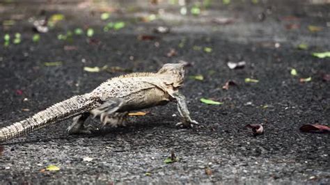 Close up slow motion shot of a green iguana running on a forest floor in Costa Rica, Stock Footage