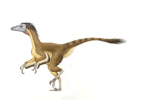 Balaur Pictures & Facts - The Dinosaur Database