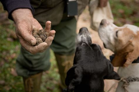 A Truffle Guide - Luxury Villas & Private Tours