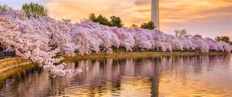 Cherry Blossom Festival 2024 Newark Nj - Ivory Marlie