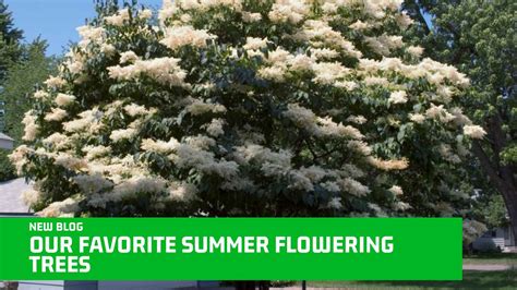 Our Favorite Summer Flowering Trees