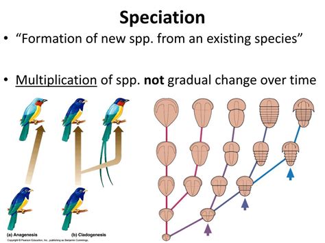 PPT - Biology 3.5 PowerPoint Presentation, free download - ID:1996517