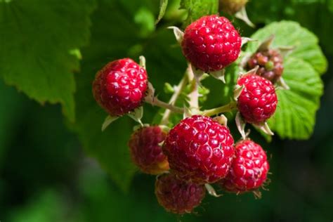 10 Best Raspberry Varieties for Home Gardens - Garden Gnome Academy