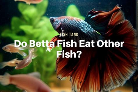 Do Betta Fish Eat Other Fish? - The Aqua Advisor