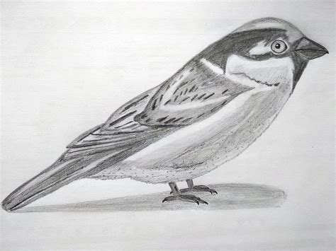 house sparrow | Pencil drawings, Drawings, House sparrow