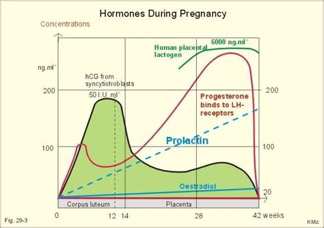 hormones partuition - Google Search | Pregnancy hormones, Hormones ...