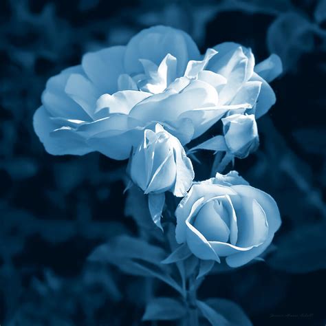 Evening Light Blue Roses in the Garden Photograph by Jennie Marie Schell - Pixels