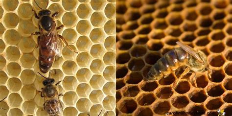 The Queen Bee Life Cycle - Carolina Honeybees