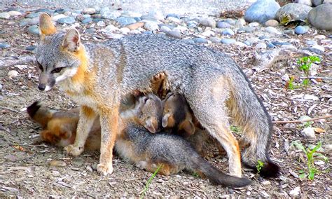 Mama fox and her 5 pups teach a wildlife lesson