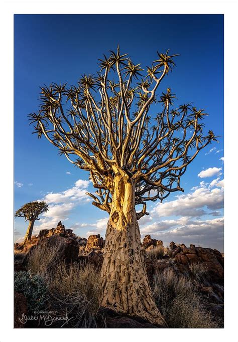 Quiver Tree, Namibia | Namibia, Tree, Quiver