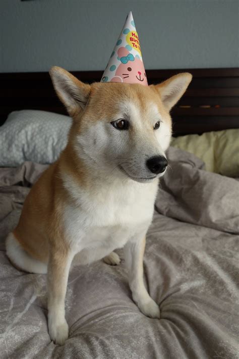 shiba birthday | Animal pictures, Shiba inu, Animals