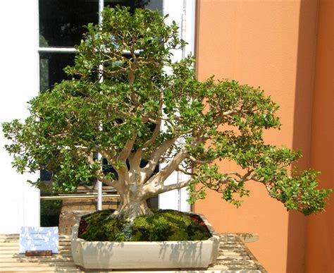 Boxwood Bonsai Trees