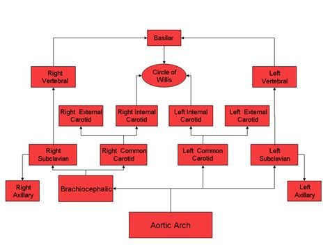 Blood Supply to the Brain Flowchart: Complete Steps