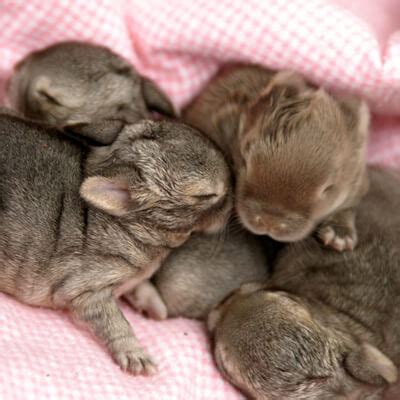 Rearing orphan rabbit kittens - Bishops Stortford Vets