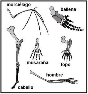 Bios: EVIDENCIAS DE LA EVOLUCIÓN